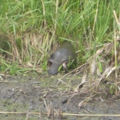 Ornithorhynchus anatinus at Paddys River, ACT - 5 Mar 2017