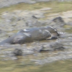 Ornithorhynchus anatinus at Paddys River, ACT - 5 Mar 2017 12:00 AM