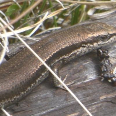 Pseudemoia entrecasteauxii (Woodland Tussock-skink) at Booth, ACT - 8 Mar 2017 by Christine