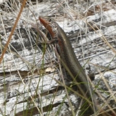 Pseudemoia entrecasteauxii (Woodland Tussock-skink) at Booth, ACT - 8 Mar 2017 by Christine