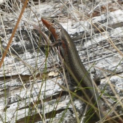 Pseudemoia entrecasteauxii (Woodland Tussock-skink) at Booth, ACT - 7 Mar 2017 by Christine