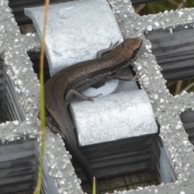 Pseudemoia entrecasteauxii (Woodland Tussock-skink) at Booth, ACT - 8 Mar 2017 by Christine