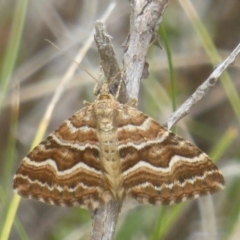 Chrysolarentia heliacaria (Heliacaria Carpet) at Booth, ACT - 8 Mar 2017 by Christine