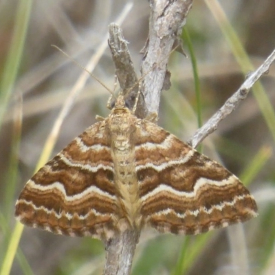 Chrysolarentia heliacaria (Heliacaria Carpet) at Booth, ACT - 8 Mar 2017 by Christine