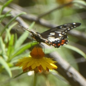 Papilio anactus at Acton, ACT - 9 Mar 2017