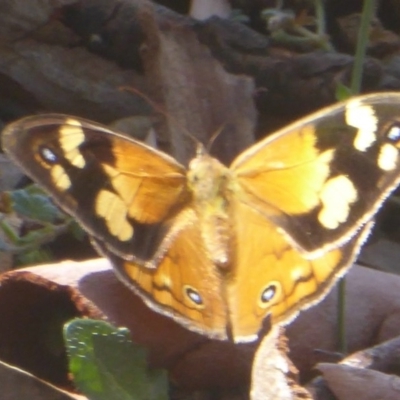 Heteronympha merope (Common Brown Butterfly) at Acton, ACT - 9 Mar 2017 by Christine