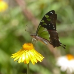 Graphium macleayanum (Macleay's Swallowtail) at Acton, ACT - 9 Mar 2017 by Christine