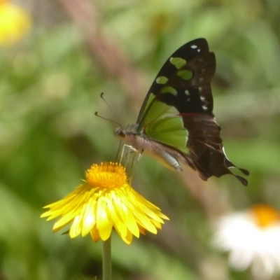 Graphium macleayanum (Macleay's Swallowtail) at Acton, ACT - 9 Mar 2017 by Christine