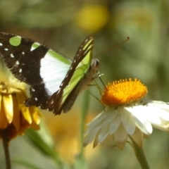 Graphium macleayanum at Acton, ACT - 9 Mar 2017