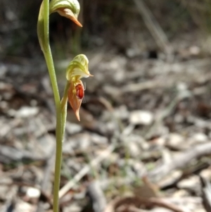 Oligochaetochilus aciculiformis at Belconnen, ACT - 12 Oct 2017