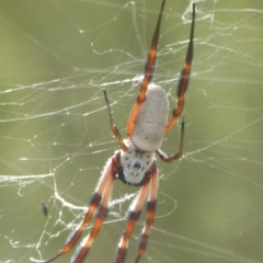 Trichonephila edulis (Golden orb weaver) at Carwoola, NSW - 15 Mar 2017 by Christine