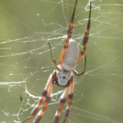 Trichonephila edulis (Golden orb weaver) at Carwoola, NSW - 14 Mar 2017 by Christine