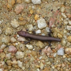 Lampropholis delicata (Delicate Skink) at Jerrabomberra Wetlands - 23 Mar 2017 by Christine