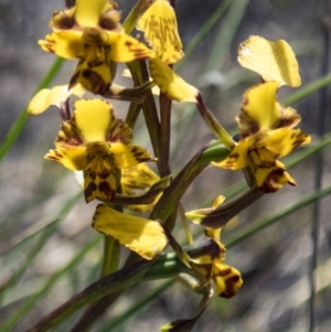 Diuris pardina at Gungahlin, ACT - 11 Oct 2017