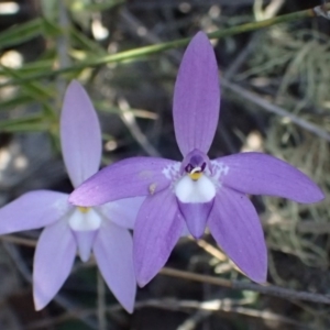 Glossodia major at Gungahlin, ACT - 11 Oct 2017