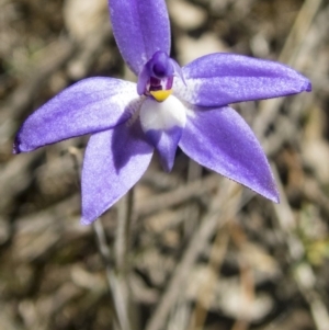 Glossodia major at Gungahlin, ACT - 11 Oct 2017