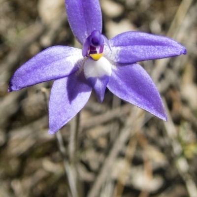 Glossodia major (Wax Lip Orchid) at Mulligans Flat - 11 Oct 2017 by DerekC