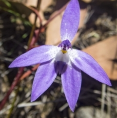 Glossodia major at Gungahlin, ACT - 11 Oct 2017