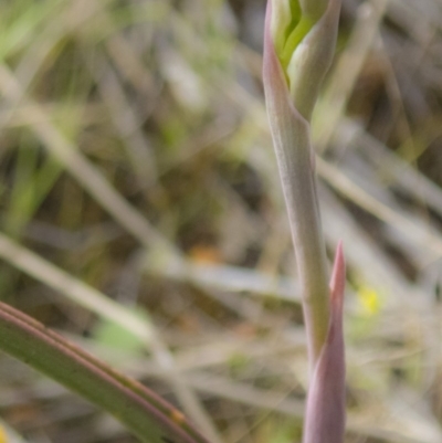 Thelymitra sp. (A Sun Orchid) at Gungahlin, ACT - 11 Oct 2017 by DerekC