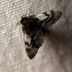 Nataxa flavescens (Nataxa Moth) at O'Connor, ACT - 11 Oct 2017 by ibaird