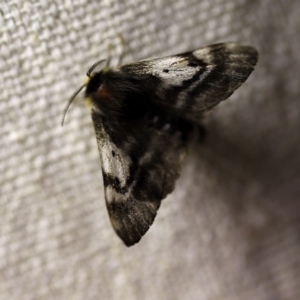 Nataxa flavescens at O'Connor, ACT - 11 Oct 2017 10:06 PM