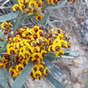 Daviesia mimosoides at Jerrabomberra, ACT - 12 Oct 2017 05:58 PM