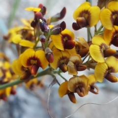 Daviesia mimosoides at Jerrabomberra, ACT - 12 Oct 2017