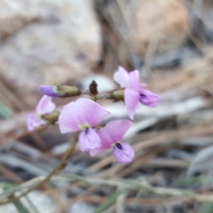 Glycine clandestina at Jerrabomberra, ACT - 12 Oct 2017 05:59 PM