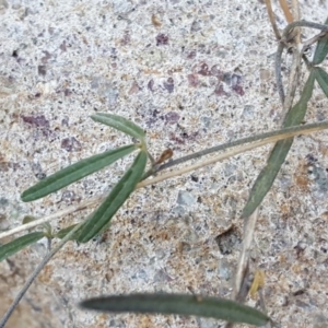 Glycine clandestina at Jerrabomberra, ACT - 12 Oct 2017