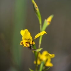 Diuris nigromontana (Black Mountain Leopard Orchid) at Canberra Central, ACT - 11 Oct 2017 by GlenRyan