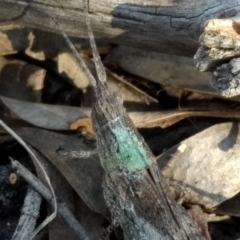 Coryphistes ruricola at Belconnen, ACT - 12 Oct 2017 03:49 PM