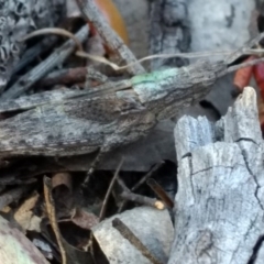 Coryphistes ruricola at Belconnen, ACT - 12 Oct 2017 03:49 PM