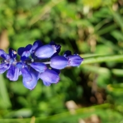 Muscari armeniacum (Grape Hyacinth) at Griffith, ACT - 12 Oct 2017 by Speedsta