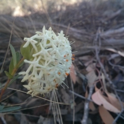 Pimelea linifolia (Slender Rice Flower) at Acton, ACT - 11 Oct 2017 by WalterEgo