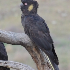 Zanda funerea (Yellow-tailed Black-Cockatoo) at Molonglo River Reserve - 3 Oct 2017 by michaelb