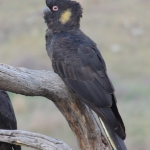 Zanda funerea at Molonglo River Reserve - 3 Oct 2017