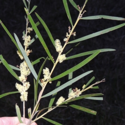 Acacia floribunda (White Sally Wattle, Gossamer Wattle) at Molonglo River Reserve - 3 Oct 2017 by michaelb