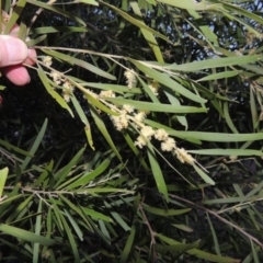 Acacia floribunda at Molonglo River Reserve - 3 Oct 2017