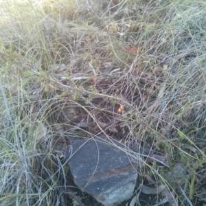 Dillwynia phylicoides at Acton, ACT - 12 Oct 2017