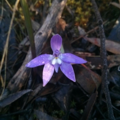 Glossodia major (Wax Lip Orchid) at ANBG South Annex - 11 Oct 2017 by WalterEgo