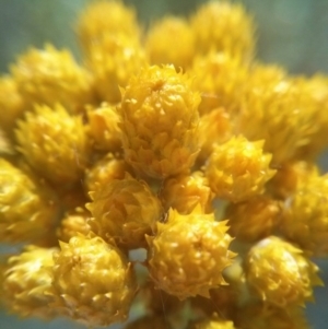 Chrysocephalum semipapposum at Acton, ACT - 12 Oct 2017 09:40 AM