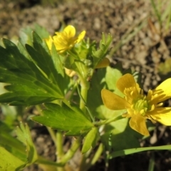 Ranunculus muricatus (Sharp Buttercup) at Molonglo Valley, ACT - 3 Oct 2017 by MichaelBedingfield