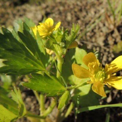 Ranunculus muricatus (Sharp Buttercup) at Molonglo Valley, ACT - 3 Oct 2017 by MichaelBedingfield