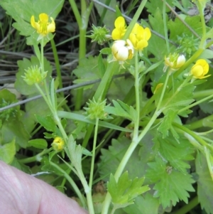 Ranunculus muricatus at Molonglo River Reserve - 3 Oct 2017