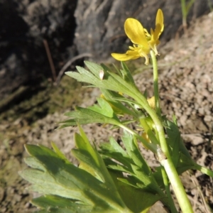 Ranunculus muricatus at Molonglo River Reserve - 3 Oct 2017