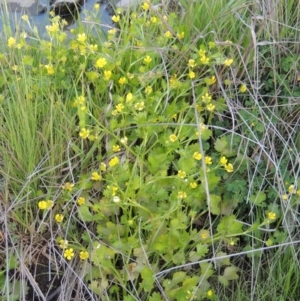 Ranunculus muricatus at Molonglo River Reserve - 3 Oct 2017