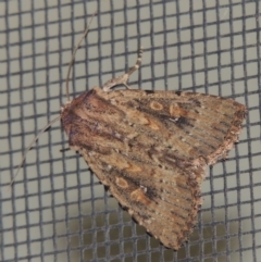 Dasygaster padockina (Tasmanian Cutworm) at Conder, ACT - 23 Mar 2015 by MichaelBedingfield