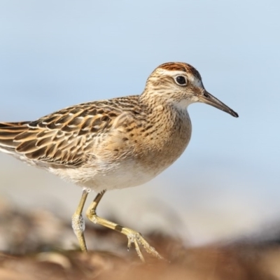 Calidris acuminata (Sharp-tailed Sandpiper) at Wallagoot, NSW - 12 Oct 2017 by Leo