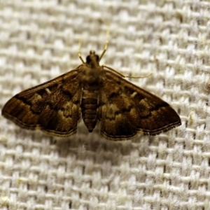 Nacoleia rhoeoalis at O'Connor, ACT - 11 Oct 2017 08:00 PM