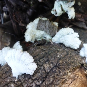 Schizophyllum commune at Rendezvous Creek, ACT - 11 Oct 2017 10:31 AM